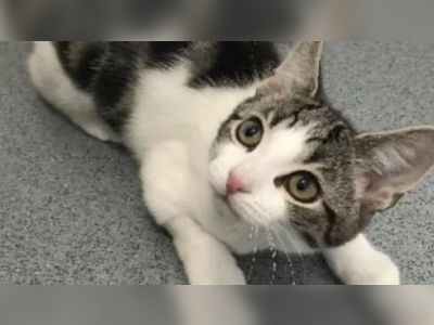 Kitten found with no sex organs in veterinary first in Tyneside